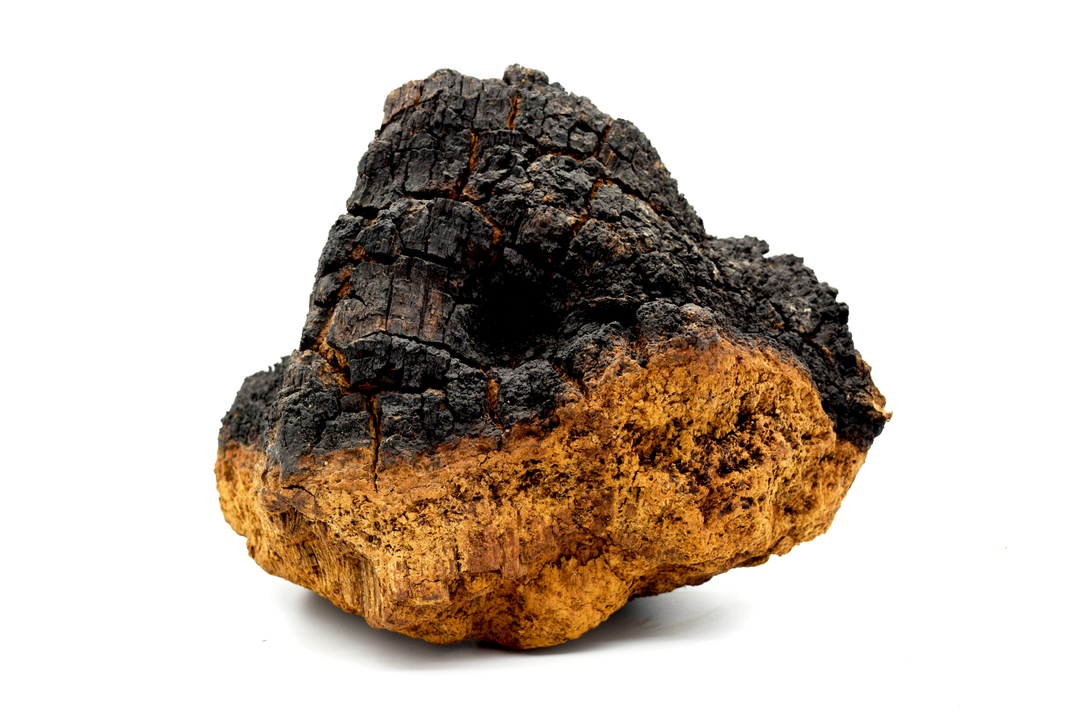 百善堂 野生黑靈菇濃縮精華液 (2瓶)